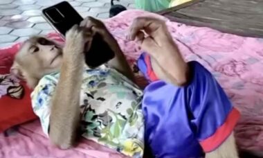 Vídeo: conheça o macaco mais folgado e conectado do planeta