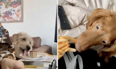 Vídeo hilário: cães gulosos são flagrados furtando comida