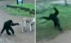 웃긴 동영상: 장난스러운 원숭이가 성미 급한 개를 괴롭히기로 결정. 사진: Instagram 복제