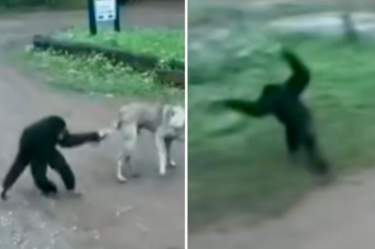 Video divertido: Mono juguetón decide molestar a un perro malhumorado