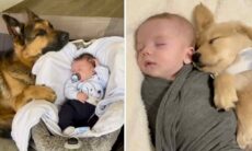 Vídeo reúne momentos de ternura entre cães e bebês humanos