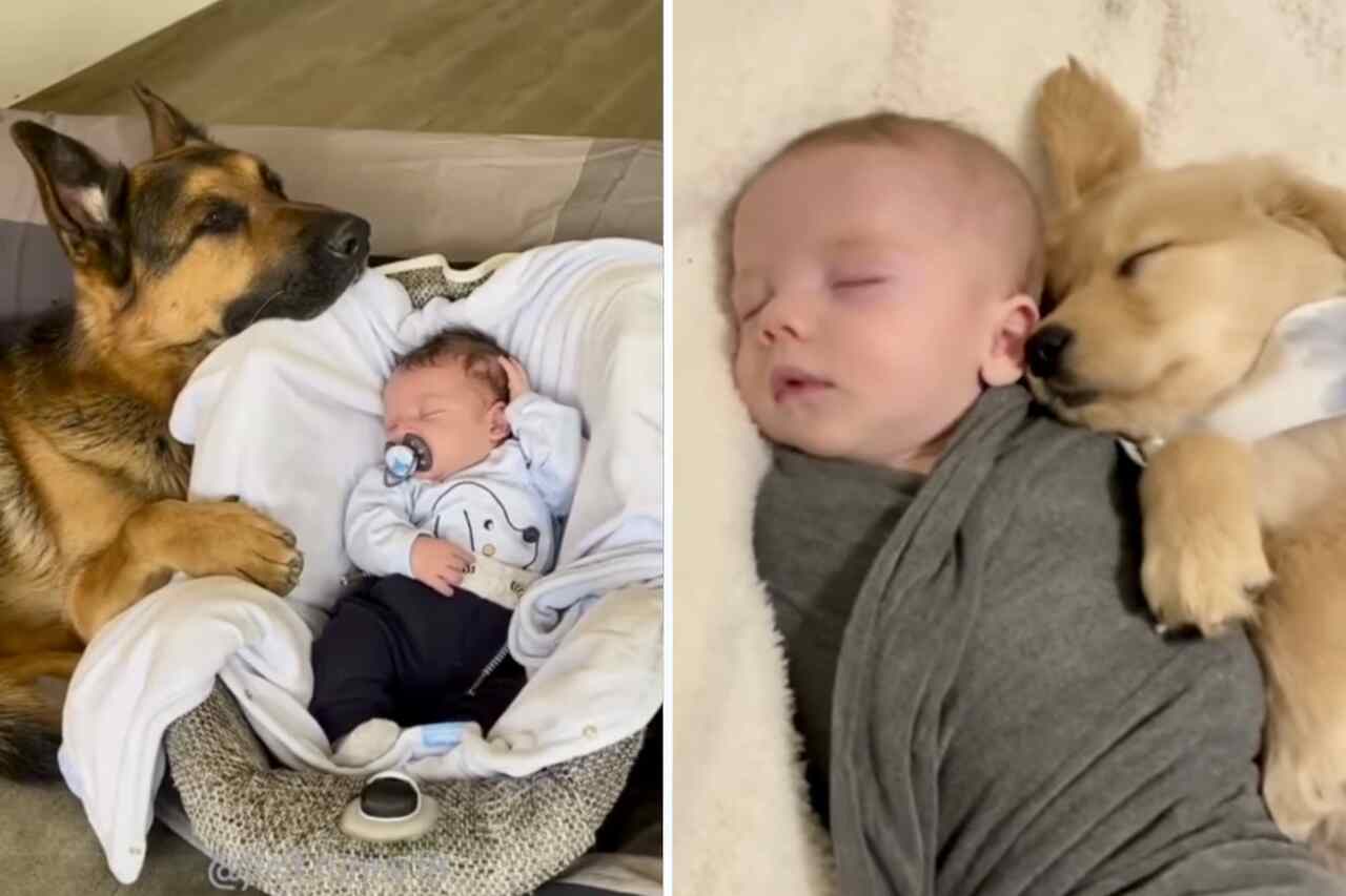A videó összegyűjti a gyengédség pillanatait kutyák és emberi csecsemők között