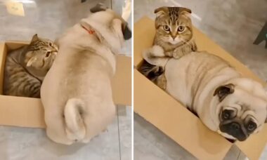 웃긴 동영상: 개와 고양이가 동시에 같은 공간에 있을 수 있다는 것을 보여줌. 사진: Instagram Reproduction