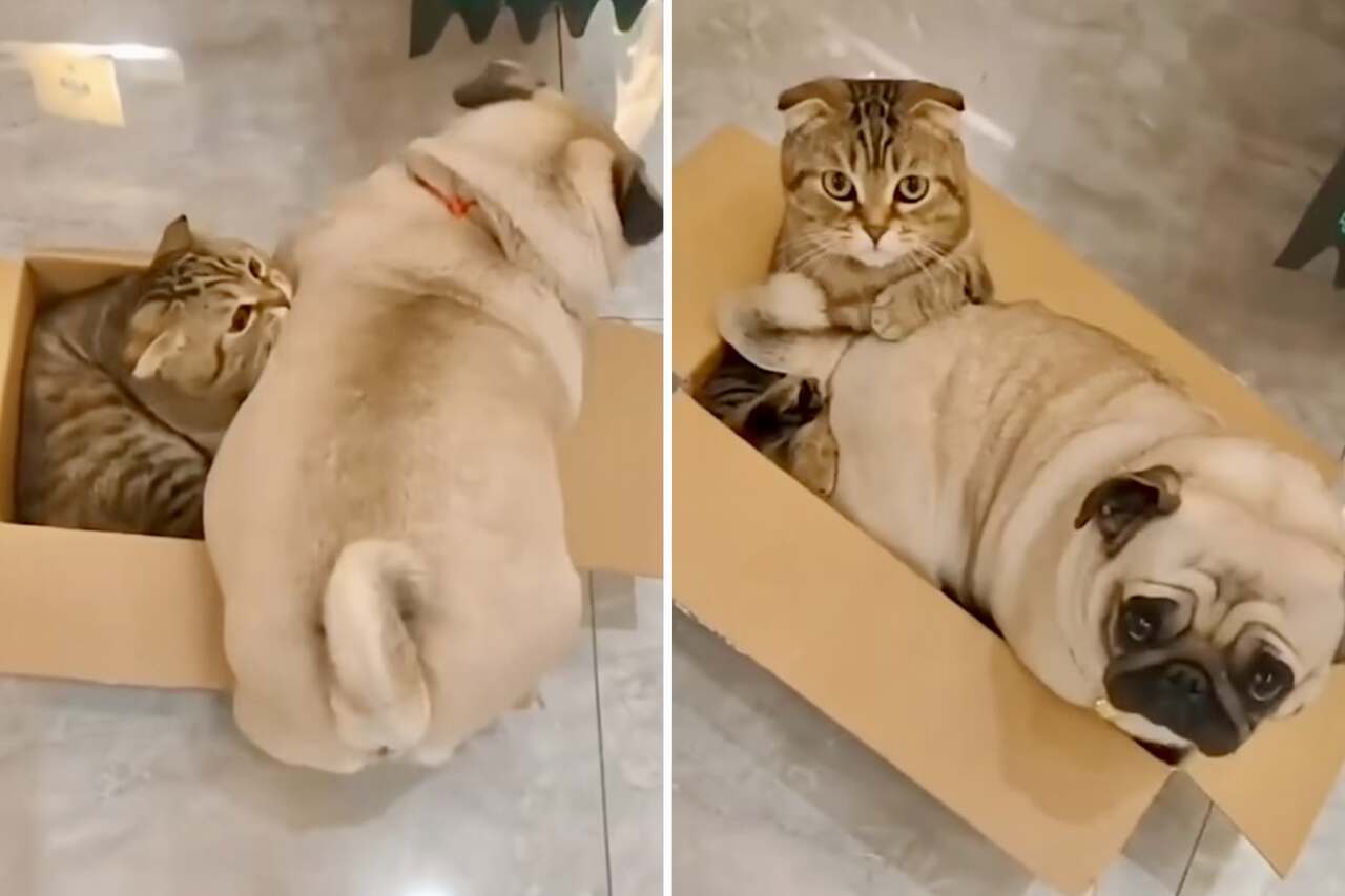 Hilarious video: Dog and cat show that two bodies can occupy the same space at the same time