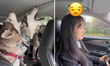 Vídeo ensurdecedor: veja o que acontece com quem viaja levando três cães huskies no banco de trás