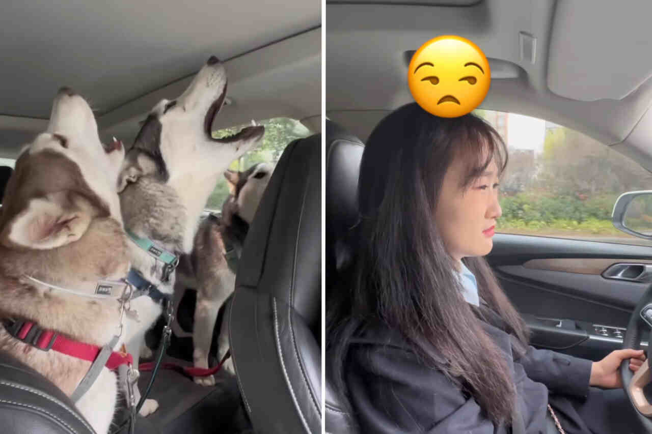 Video ensordecedor: Mira lo que sucede cuando se viaja con tres huskies en el asiento trasero