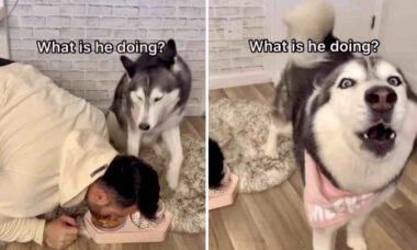 Vídeo hilário: dono finge que come ração, e cachorra husky faz o maior escândalo