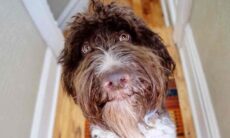 Conheça Cecil, o cão que comeu US$ 4.000 em dinheiro vivo e continua amado pelos donos