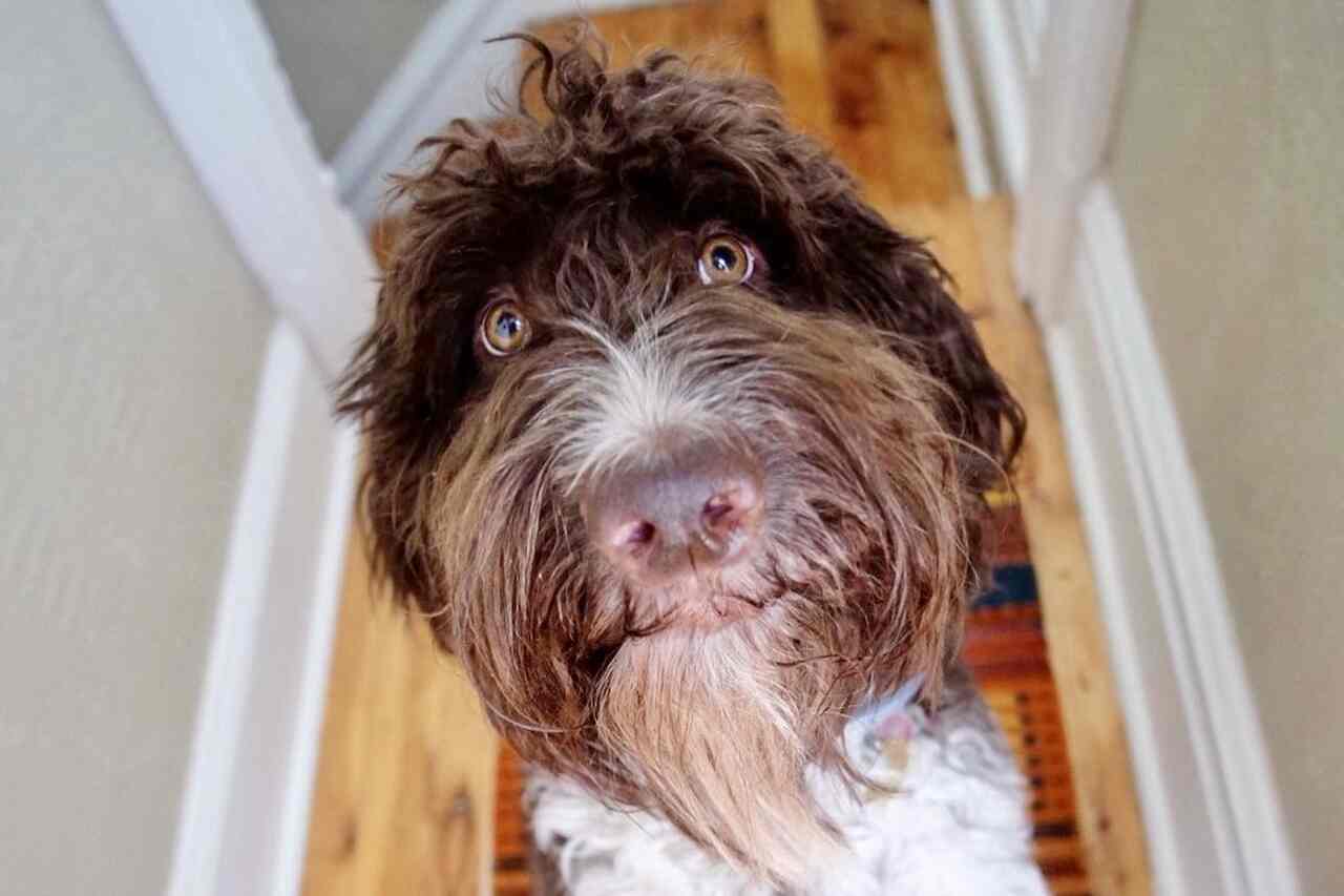 Conheça Cecil, o cão que comeu US$ 4.000 em dinheiro vivo e continua amado pelos donos