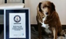 Guinness: investigação expõe escândalo na nomeação do cão mais velho do mundo