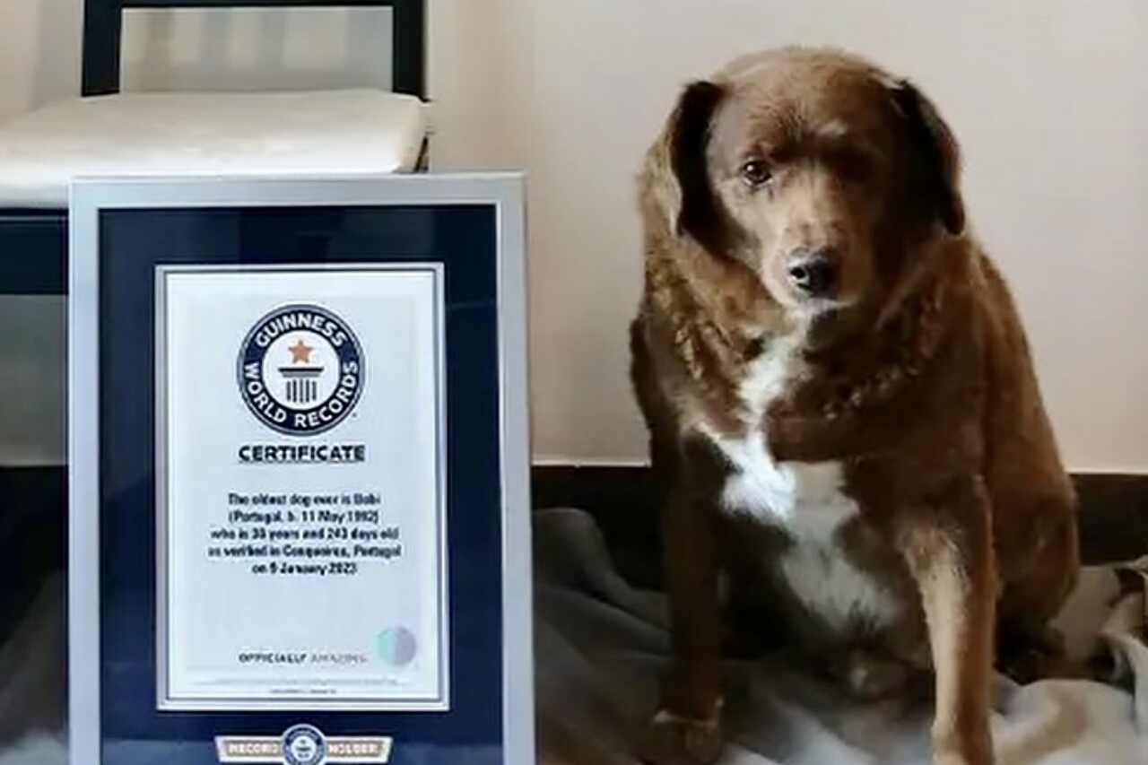 Guinness: Tutkimus paljastaa skandaalin maailman vanhimman koiran nimeämisessä