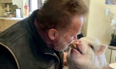 Arnold Schwarzenegger compartilha cookie com seu porquinho de estimação