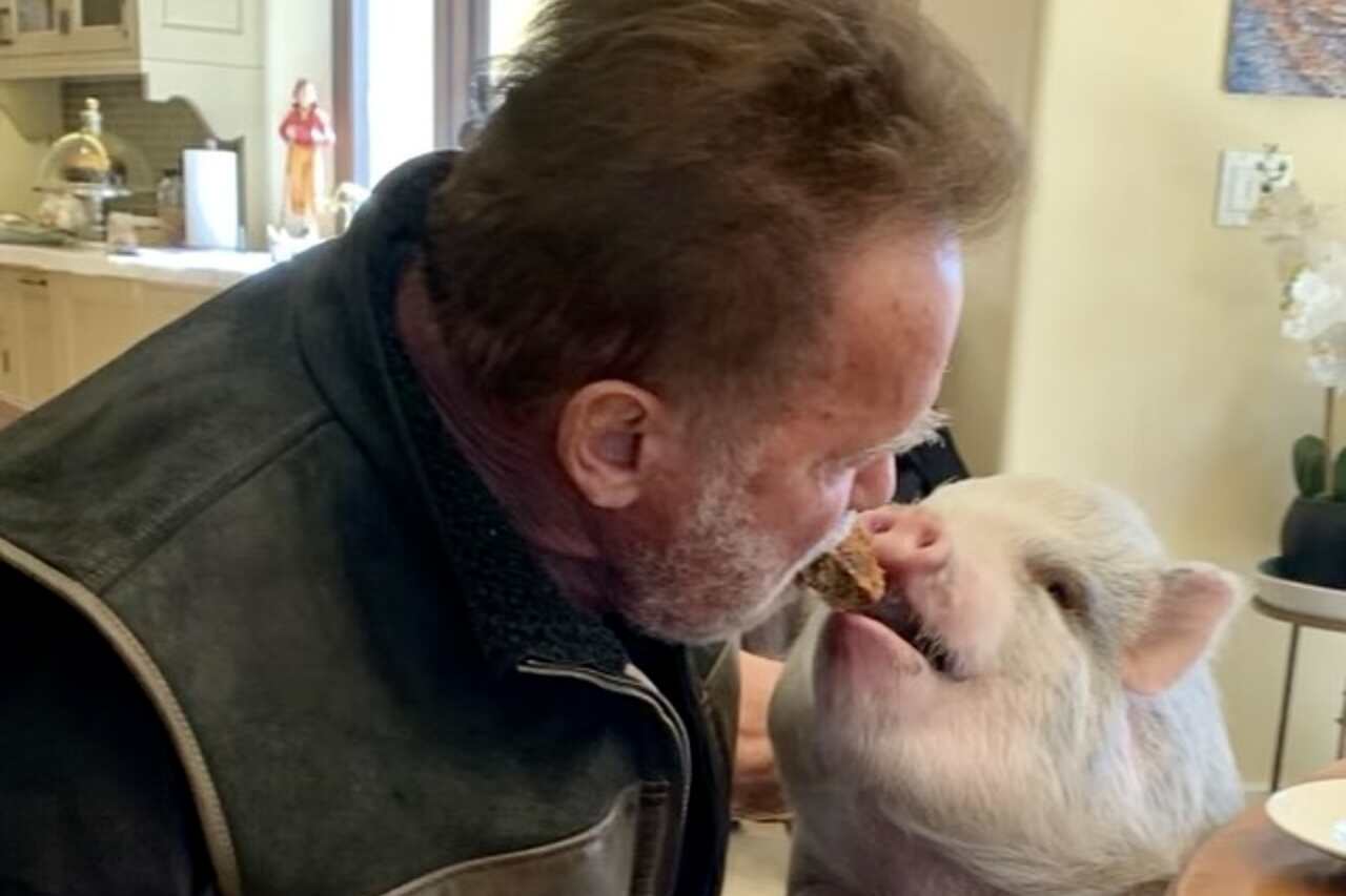 Arnold Schwarzenegger compartilha cookie com seu porquinho de estimação