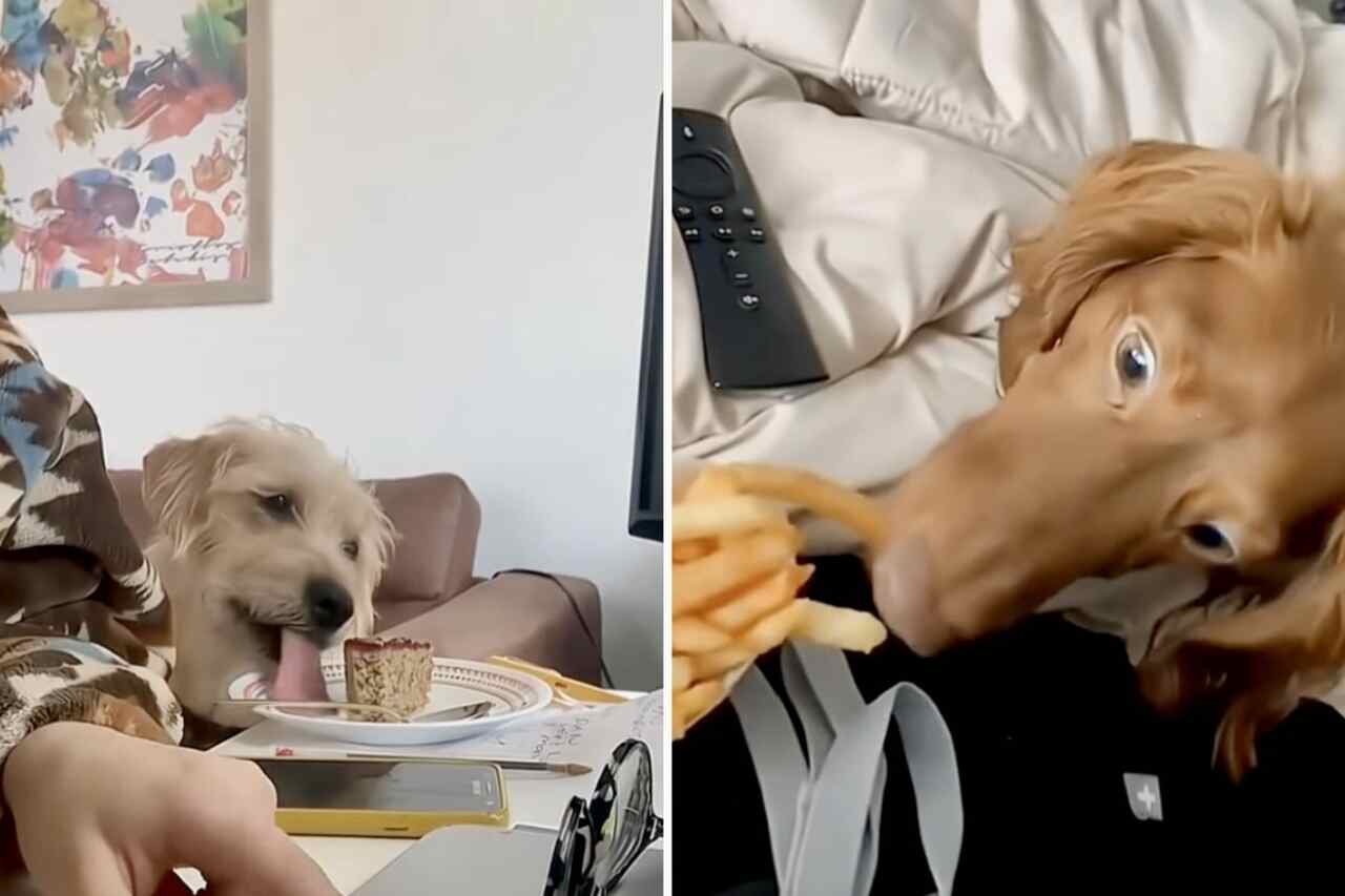 Vídeo hilário: cães gulosos são flagrados furtando comida
