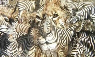 Desafio de ilusão de ótica: você consegue encontrar o leão entre as zebras em até 6 segundos?
