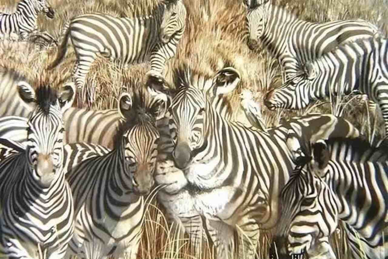 Optische Täuschungsherausforderung: Kannst du den Löwen unter den Zebras in 6 Sekunden finden?