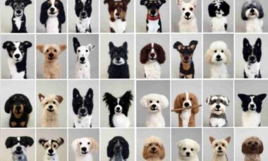 Desafio: você consegue encontrar o cão de verdade entre 64 bichos de pelúcia
