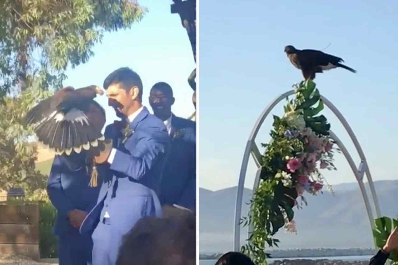 Casais estão usando aves de rapina para trazer as alianças de casamento