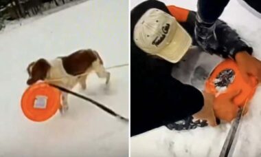 Cão ajuda a salvar a vida de seu dono, que caiu em lago congelado