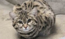 Por trás de um olhar angelical, está a gata mais letal do mundo; entenda