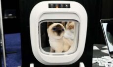 Startup lança porta que impede gatos de trazer presas mortas para dentro de casa