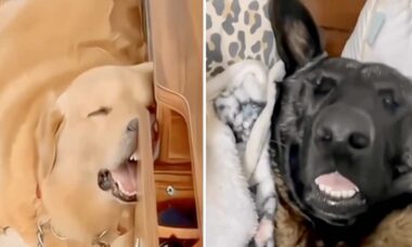극도로 졸린 개들을 담은 웃긴 동영상. 사진: Reprodução Instagram