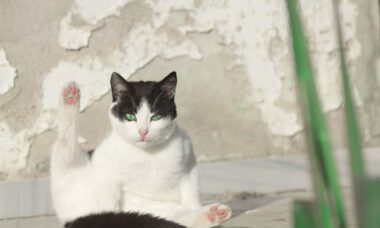 Saiba quais comportamentos bizarros dos gatos revelam problemas preocupantes