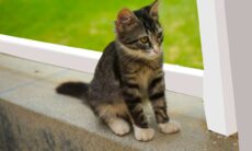 Teste de inteligência ajuda você a descobrir quão esperto é seu gato