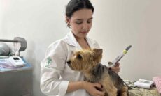 Veja como a laserterapia acelera a recuperação dos pets em várias doenças
