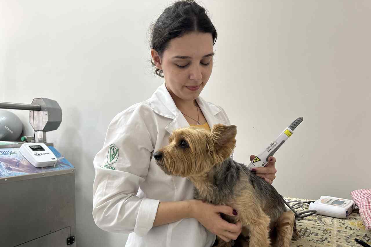 Veja como a laserterapia acelera a recuperação dos pets em várias doenças
