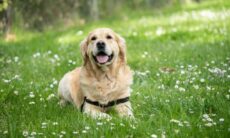 Levantamento mostra quais são as raças de cães mais populares no mundo