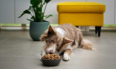 Upptäck vilka myter och sanningar det finns om blötfoder för hundnäring. Foto: Instagram Reproduktion