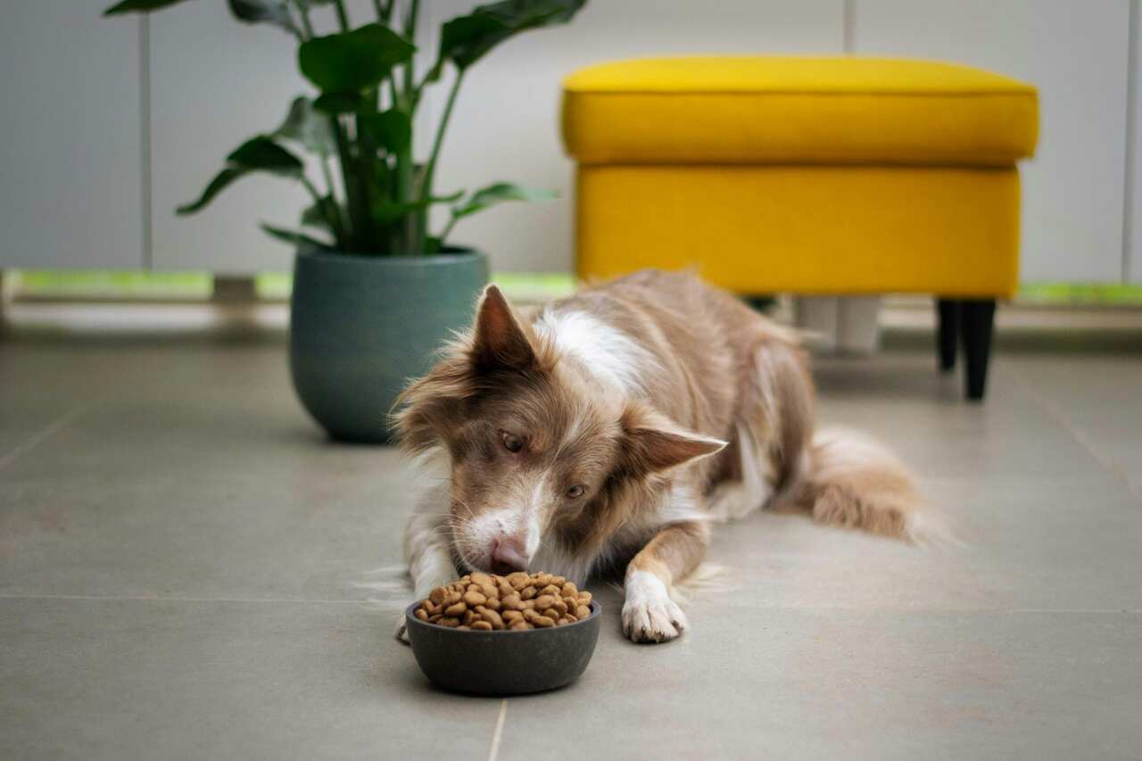 Erfahren Sie, welche Mythen und Wahrheiten über feuchtes Hundefutter für die Ernährung von Hunden existieren. Foto: Instagram-Wiedergabe
