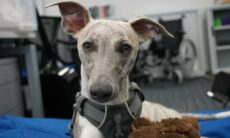 Conheça Boo, o primeiro a tomar a pílula testada para esticar a vida dos cães