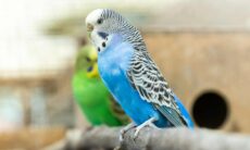 Tudo o que você precisa saber antes de levar um pet exótico pra casa