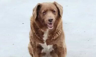 Após investigação, Bobi perde o título de cão mais velho do mundo