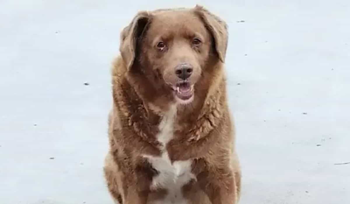 After investigation, Bobi loses the title of the world's oldest dog