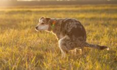 Veja os perigos para a saúde pública gerados pelas fezes não recolhidas dos pets