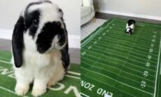 Coelho vidente com 100% de acertos diz quem vai ganhar o Super Bowl (TikTok / @thelexibunch)