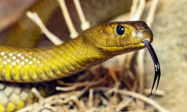 Aprenda a identificar se uma cobra é venenosa ou não