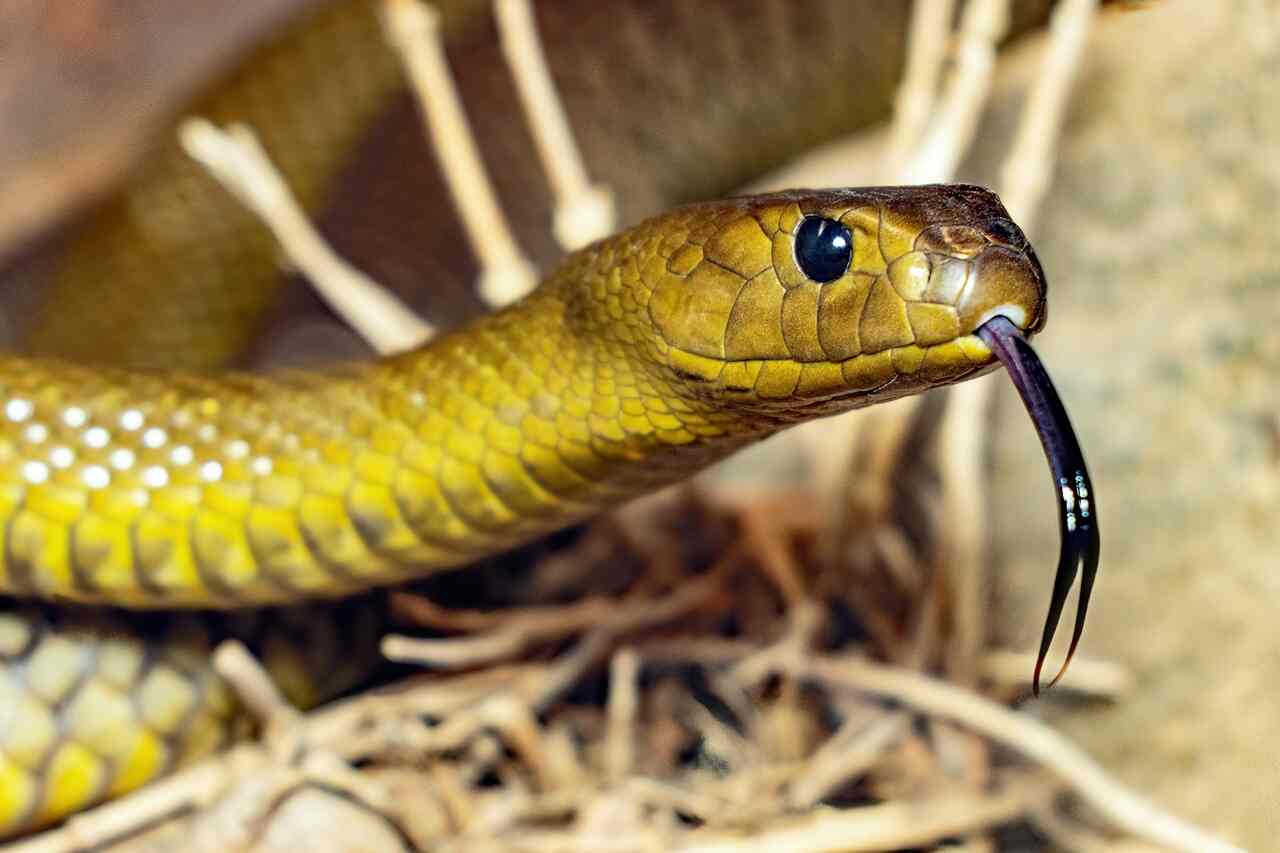 Aprenda a identificar se uma cobra é venenosa ou não