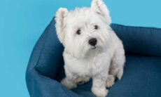 Novo estudo indica as raças de cães com mais chances de ter câncer