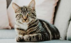 A personalidade dos gatos muda após a castração? Veterinário responde
