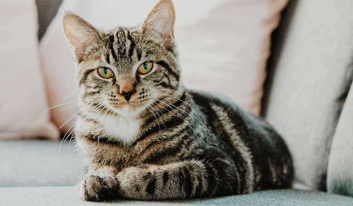 Personligheten til katter endrer seg etter kastrering? Veterinær svarer