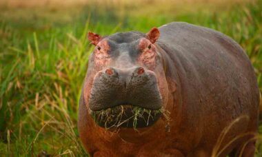 Video: have you ever seen a hippopotamus eating a watermelon? Foto: Pexels