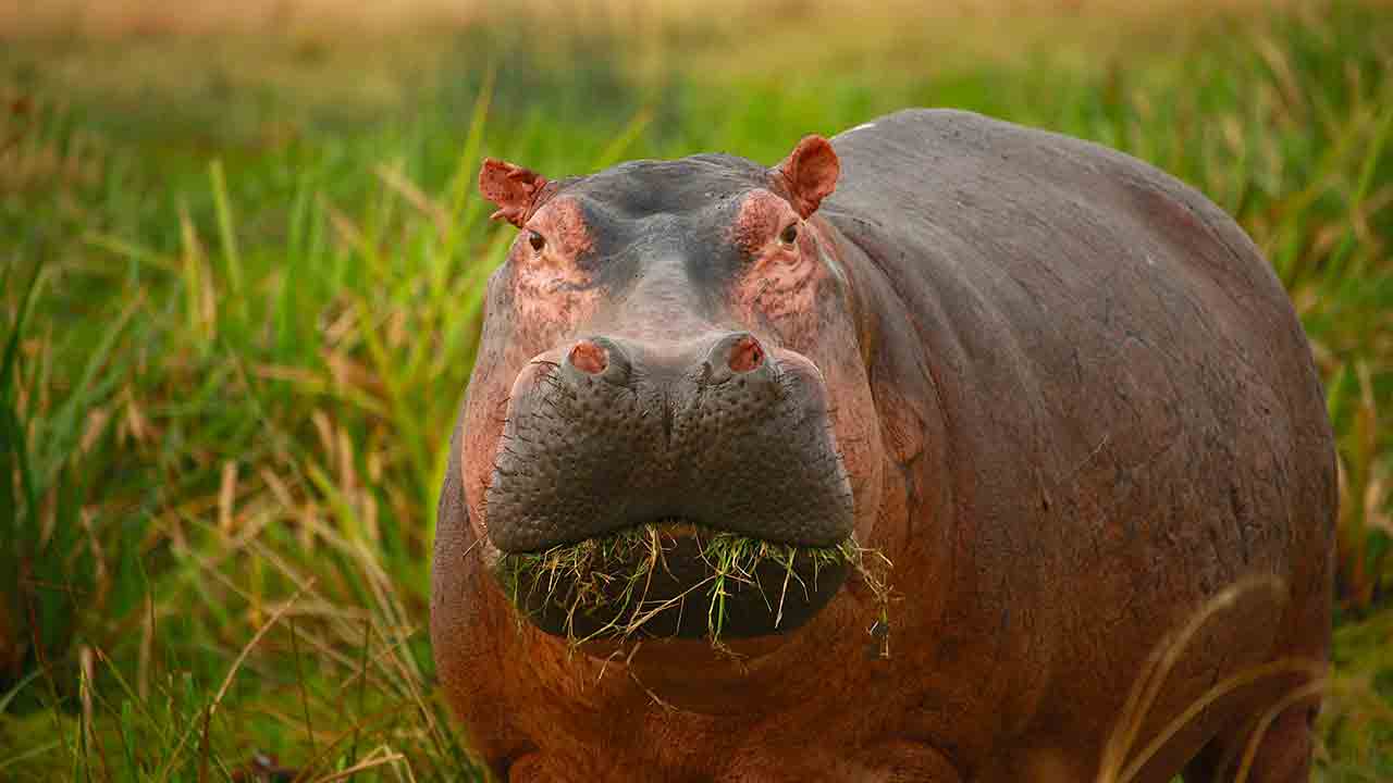 Video: have you ever seen a hippopotamus eating a watermelon?  Foto: Pexels