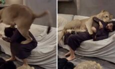 Detta är beviset på att lejon bara är katter som blivit för stora. Foto: Reproduktion Instagram