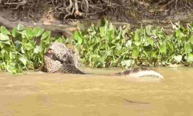 Imponerande, ta reda på vem som vinner en kamp mellan jaguar och alligator. Foto: Reproduktion Instagram