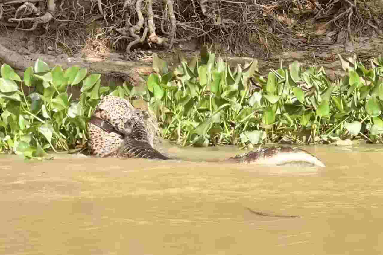 Auf beeindruckende Weise erfahren Sie, wer einen Kampf zwischen einem Jaguar und einem Krokodil gewinnt. Foto: Instagram Reproduktion