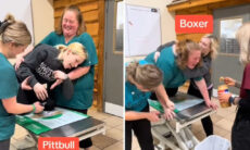 Vídeo hilário: veterinárias mostram como os cães se comportam na consulta de acordo com a raça